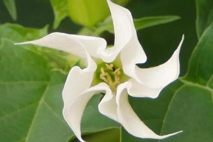 Gyorsfagyasztott zöldbabot hív vissza a Penny, csattanó maszlag lehet benne