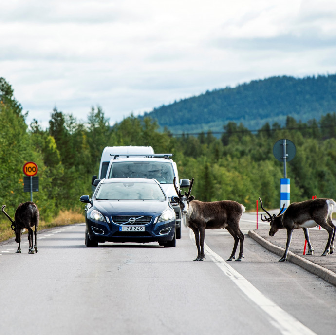 Romániába járnak jogosítványt szerezni svédországi bevándorlók