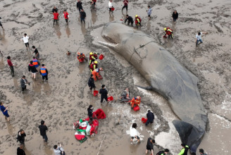 Kínában közel egy napig igyekeztek megmenteni egy partra vetődött óriás cetet