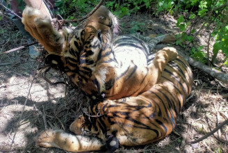 Vaddisznócsapda végezhetett három kihalófélben lévő szumátrai
tigrissel Indonéziában