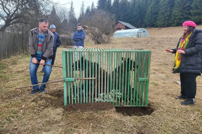 Újabb árván maradt bocsokat kellett megmenteni, miután anyjukat kilőtték Vatra Dornei közelében