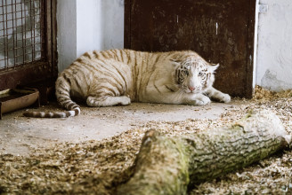 Májustól két fehér bengáli tigris is látogatható lesz a marosvásárhelyi állatkertben