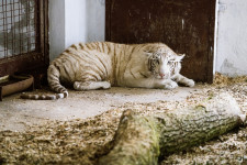 Májustól két fehér bengáli tigris is látogatható lesz a marosvásárhelyi állatkertben