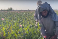 Afganisztán a világ legnagyobb ópiumforrása, de a tálib vezetőség betiltotta a máktermesztést