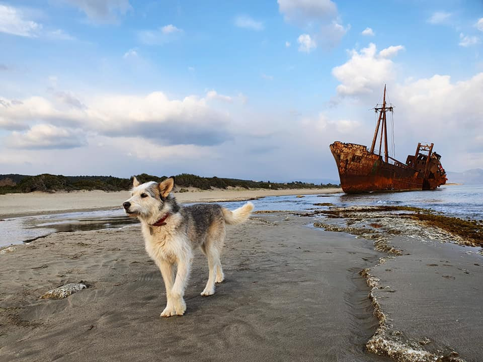 A Dimitrios hajó roncsa egy görögországi tengerparton és a család kutyája, Blue