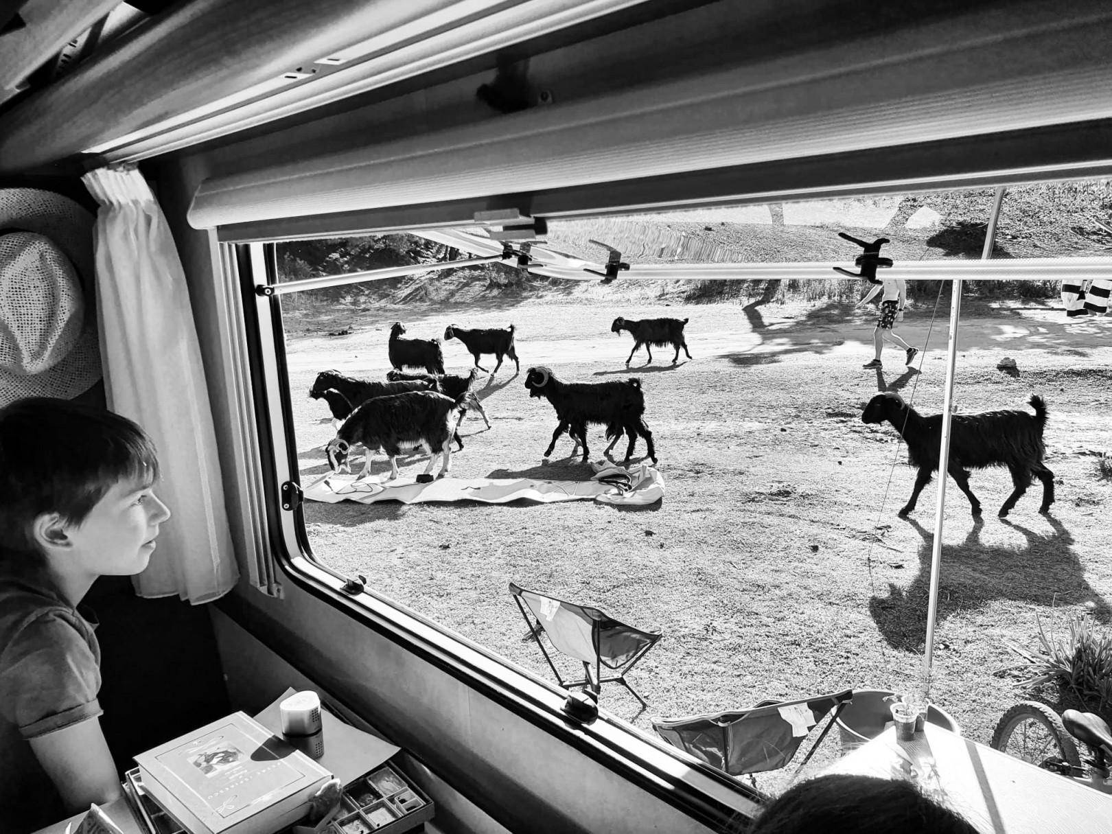 Tanulás közben, ha kipillant David az ablakon, akkor teljesen természetes, ha vadkecskéket lát egy törökországi tengerparton – Fotó: Hajós Attila