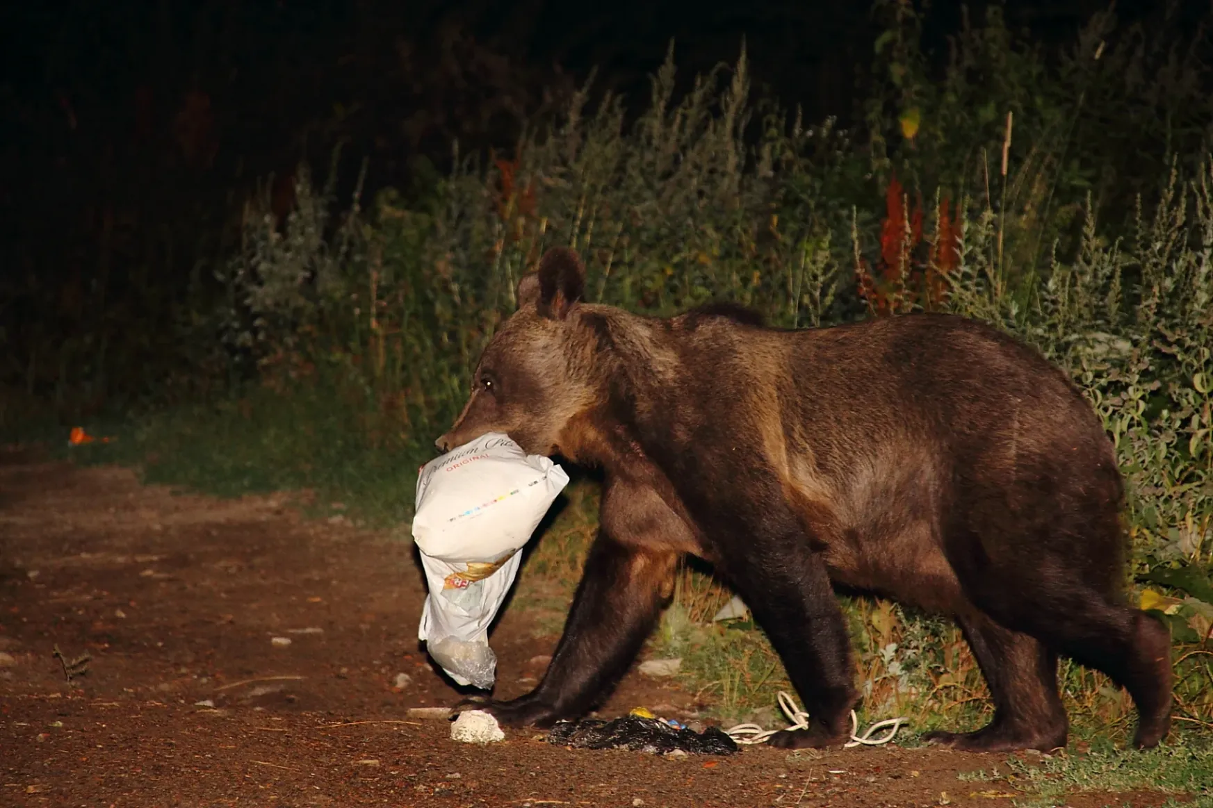 A medvék és Tusnádfürdő: együttélés a medveriasztás-turizmus helyett