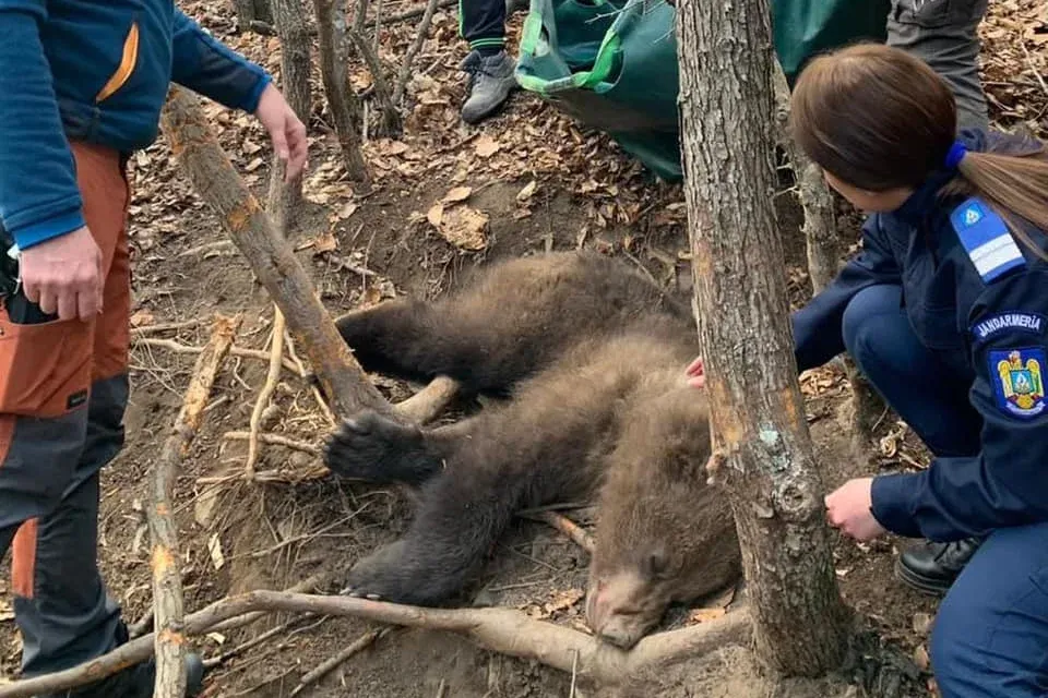 Le lehet lőni egymás után egy csomó medvét, de ez nem hoz megoldást