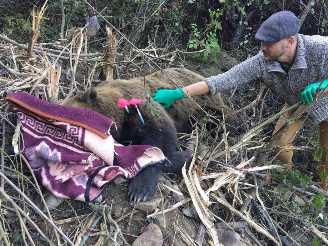 A képen Szász István – Fotó: Transylvanian Wildlife Project