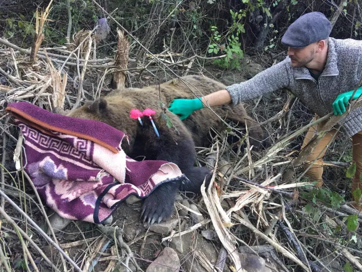 A képen Szász István – Fotó: Transylvanian Wildlife Project