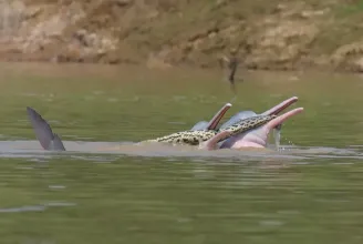 Két felizgult hím delfin úgy hancúrozott egy anakondával, mintha szexuális segédeszköz lenne