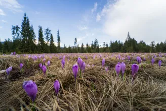 Az erdélyi tájak egyik leglátványosabb virágba borulása: kárpátisáfrány-virágzást fotóztunk a Pádis-fennsíkon