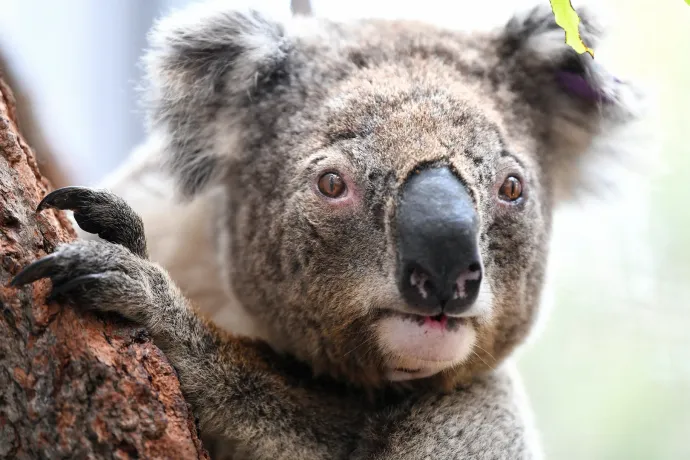 Ausztráliában a kormány erdős területeket vásárolt fel a koalák védelme érdekében