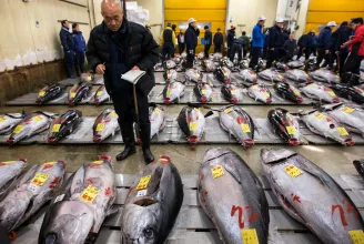 A tonhal ma drága szusicsemege, de régen macskakajának darálták be