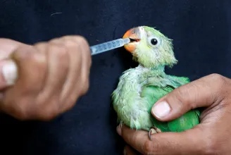 Indiában akkora forróság van, hogy dehidratált madarak esnek le az égből