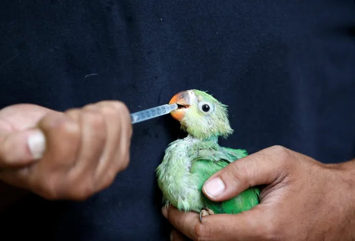 Állatorvos táplál egy kimerült, kiszáradt madarat Ahmanábádban – fotó: Amit Dave