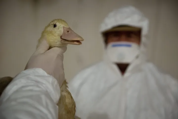 93 ezer kacsa között bukkant fel a madárinfluenza Szabolcs-Szatmár-Bereg megyében