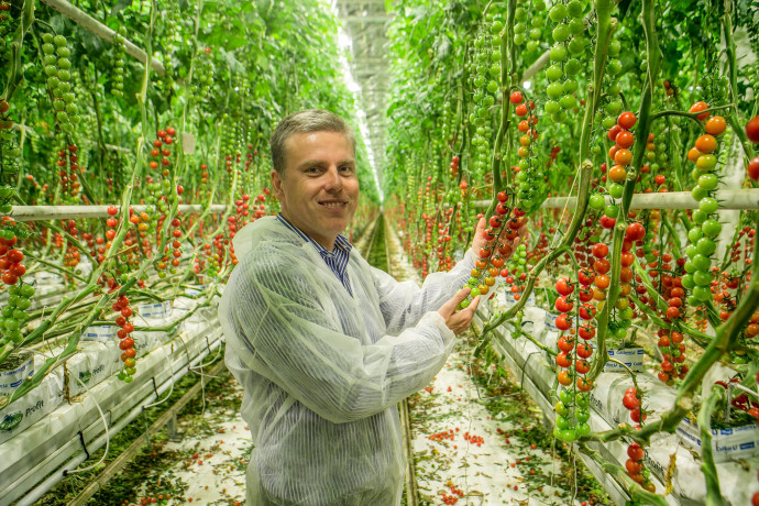 Márkus Zsolt a Veresi paradicsom Kft. egyik üvegházában. Fotó: Veresi paradicsom Kft