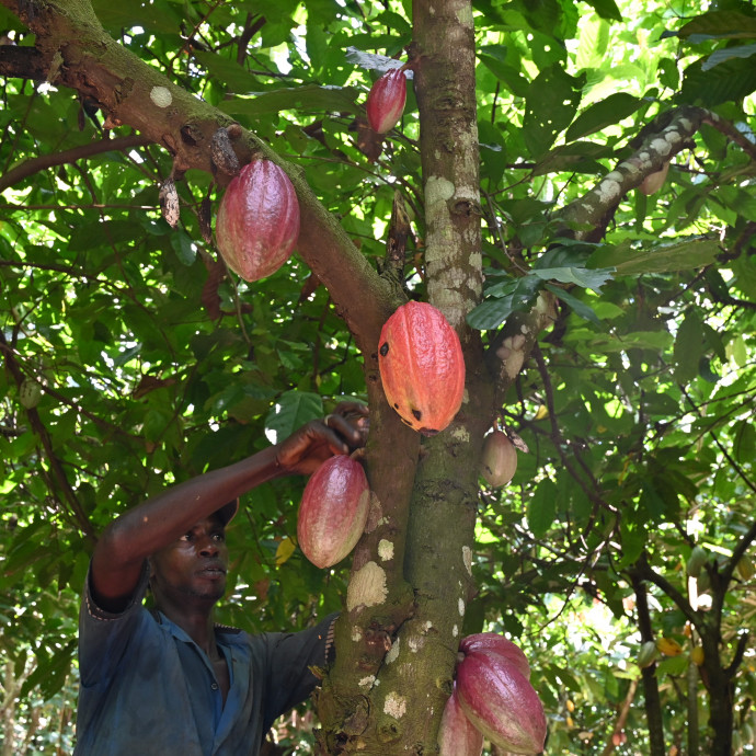 Erdősítéssel mentené meg a csokoládét a legnagyobb kakaóbab-termesztő