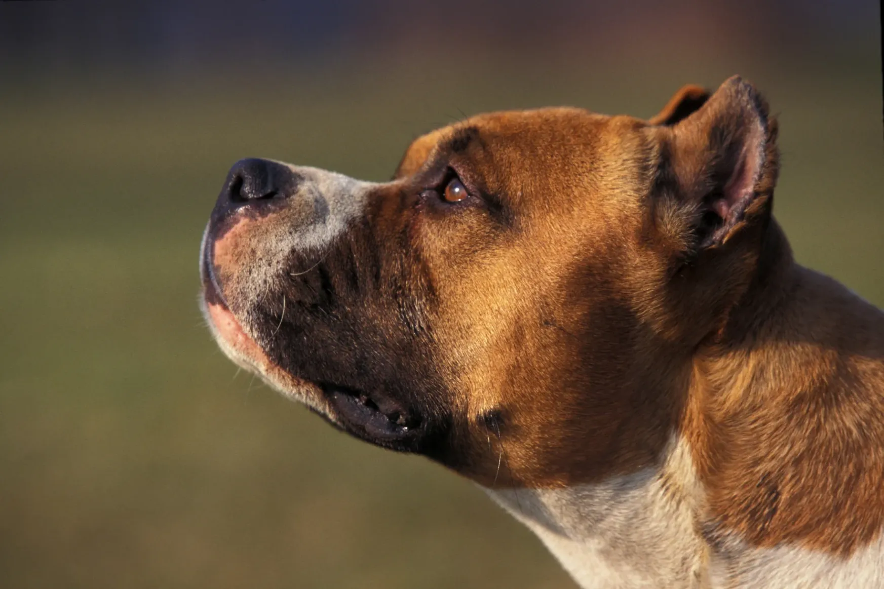 Lezárult a nyomozás, száz harcra képzett kutyát foglaltak le a rendőrök a nagykőrösi tanyán