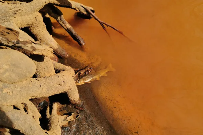 A dead fish in the rust-coloured water – Photo: Tibor Varga, Facebook