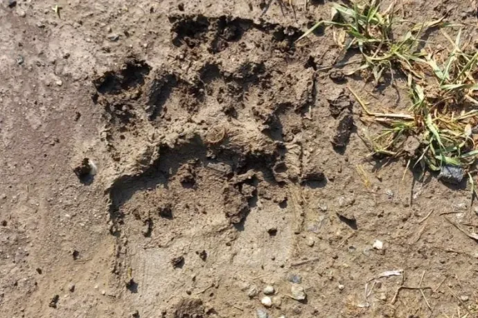Tényleg medve járt Acsánál, a kirándulók kerüljék el a környéket