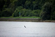 Drónnal akarják a tengerbe visszacsábítani a tévedésből Szajnán felúszó kardszárnyú delfint