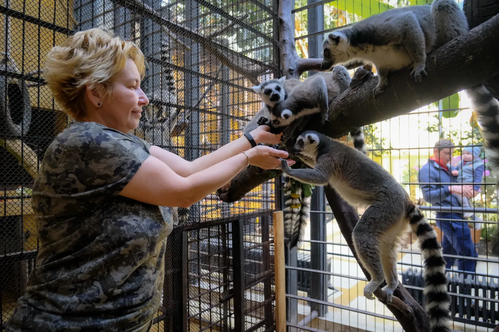 Török Zsuzsa állatgondozó a lemurokat (gyűrűskarkú makikat) eteti. Most már 13 lemurja van az állatkertnek, és jelenleg egy kifutót terveznek a majmok számára – Fotó: Márkos Tamás/Transtelex