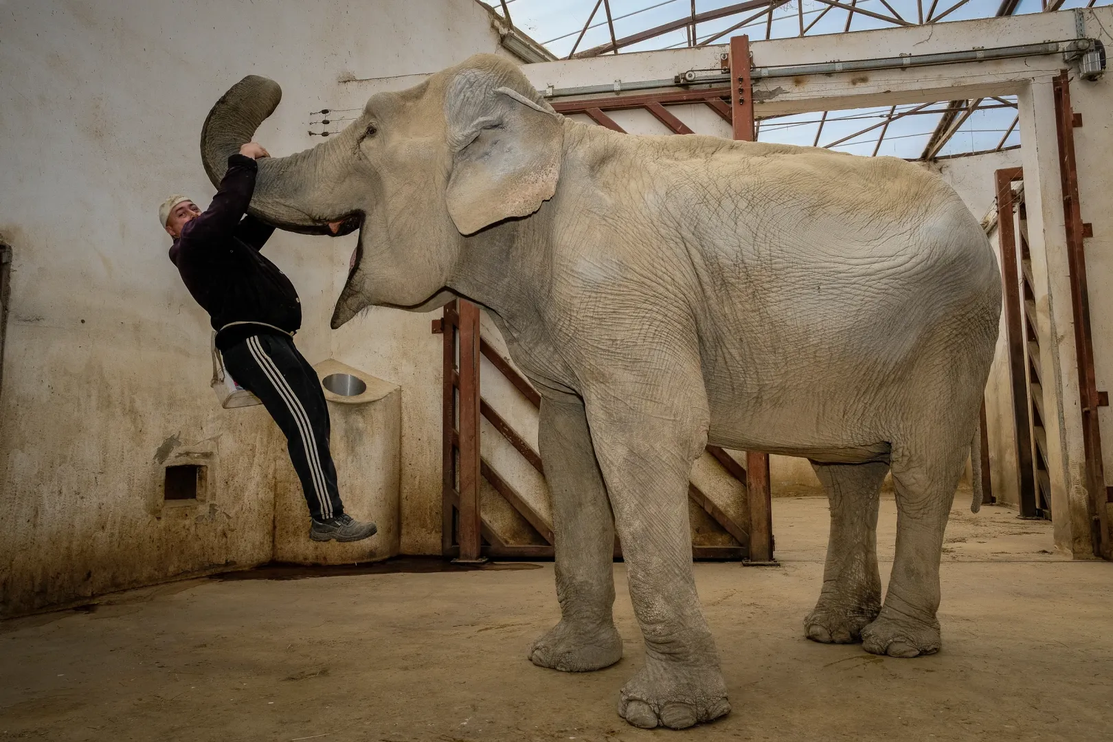 Hella, az állatkert két elefántjának egyike Gombos Lackó gondozóval, aki tíz éve viseli gondját az elefántoknak. Hellát évekkel korábban egy cirkuszból nyugdíjazták – Fotó: Márkos Tamás/Transtelex