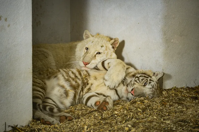 Adelina és Indira, 8 hónapos bengáli tigris testvérpár, nemrég érkeztek egy magyarországi állatkertből. Gondozójuk, Móré Árpád Hunor szerint több hónapig is eltarthat a beszoktatásuk – Fotó: Márkos Tamás/Transtelex