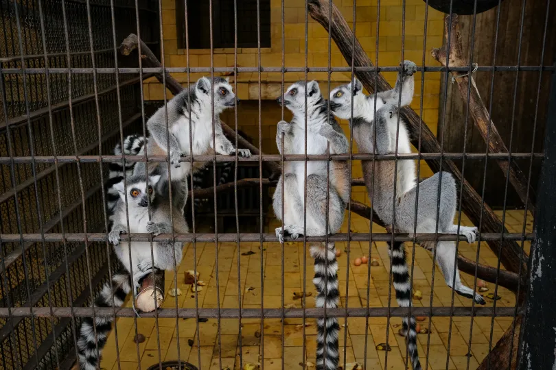 Adelina és Indira, 8 hónapos bengáli tigris testvérpár, nemrég érkeztek egy magyarországi állatkertből. Gondozójuk, Móré Árpád Hunor szerint több hónapig is eltarthat a beszoktatásuk – Fotó: Márkos Tamás/Transtelex