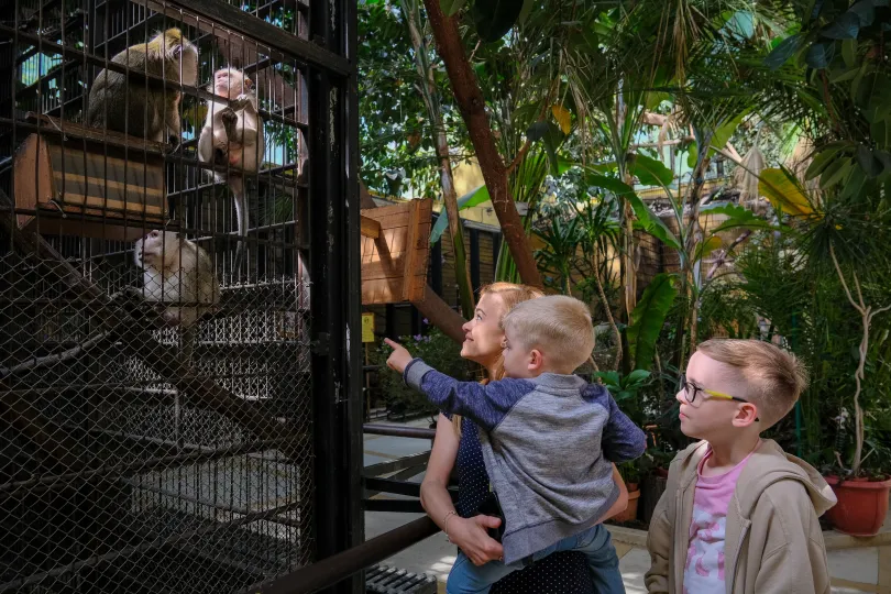 Fönt: Pupi, a teve, aki a bukaresti cirkuszból került az állatkertbe. Lent: az állatkert lelkes látogatói – Fotók: Márkos Tamás/Transtelex