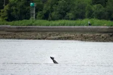 Elaltatnák a Szajnán felúszó kardszárnyú delfint