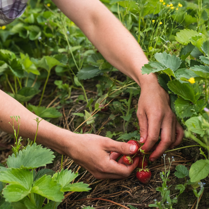 Túl olcsó az eper, szüret előtt szántanak be ültetvényeket Németországban