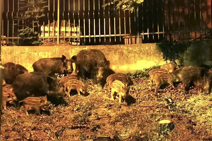 Tucatnyi vaddisznó portyázott a János kórházban