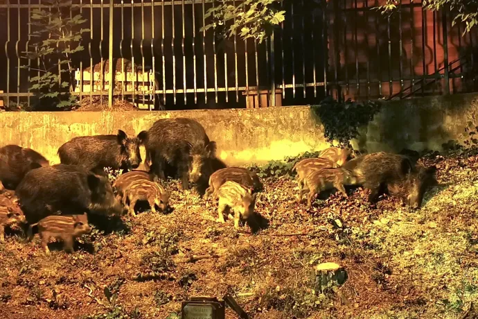 A villamoson utazók szeme láttára lőttek ki vaddisznókat Budán, de senki nem tudja, hogy ki, a rendőrség nyomoz