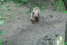 Megint felbukkant egy medve az aszódi temetőnél