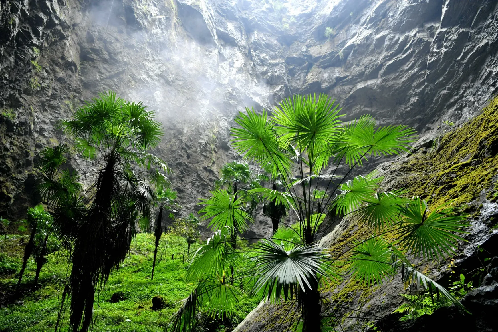 Negyvenméteres fákból álló ősi erdőt fedeztek fel egy víznyelő mélyén Kínában