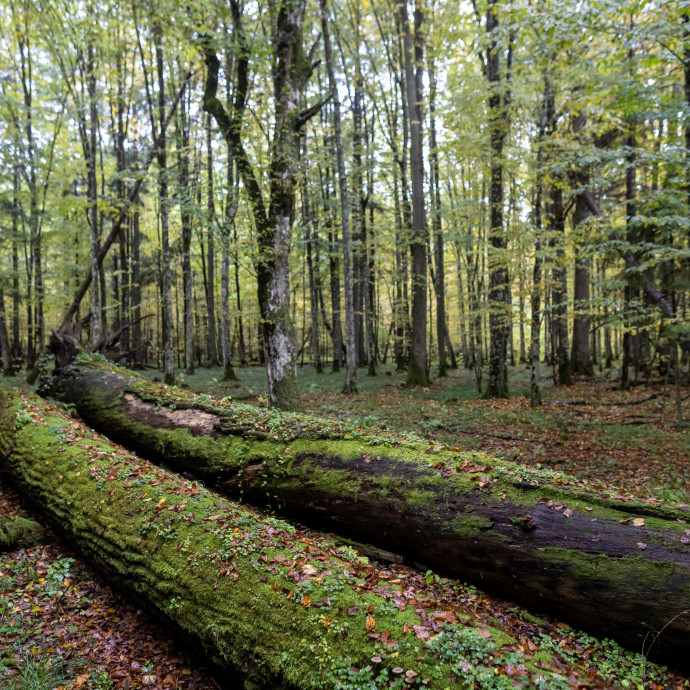 Annyira elszálltak a rezsiköltségek, hogy tűzifa gyűjtésére buzdítják a lakosságot Lengyelországban
