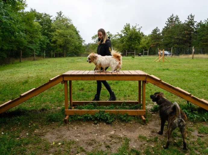 Az Ultimátum Állatvédelmi Alapítvány egyik tagja kutyákkal a veszprémi gulya-dombi kutyafuttatóban – Fotó: Vasvári Tamás / MTI