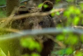 Beváltak a tusnádfürdői önkormányzat intézkedései, egyre kevesebb medvéről érkezik bejelentés