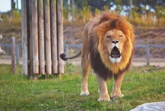 Ismét szökevény oroszlánok miatt riaszt a Ro-Alert, ezúttal Radócon