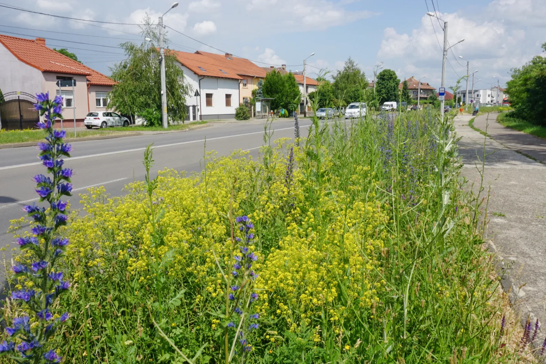Az országban elsőként
Szatmárnémetiben alakítottak ki „vadvirágos rétet” a beporzó rovaroknak