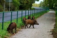 Urban wild boars – a problem some Hungarian towns are trying to solve