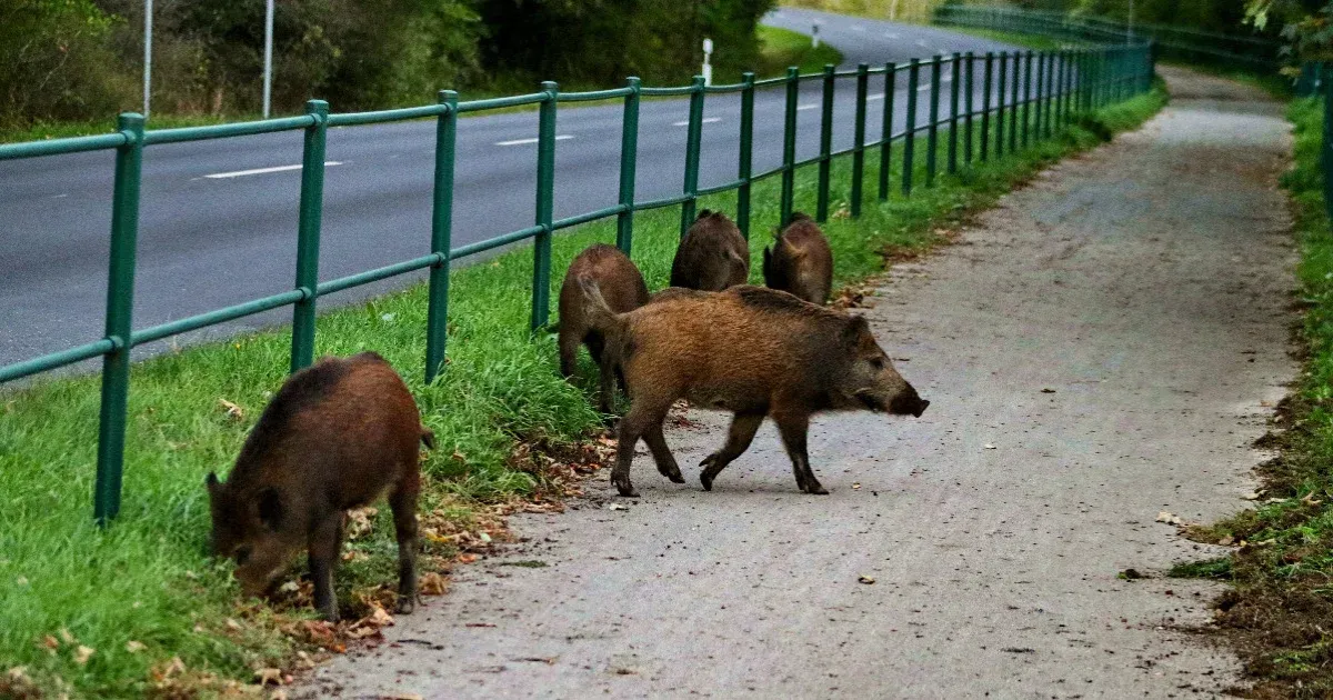 Telex: Urban wild boars – a problem some Hungarian towns are trying to solve