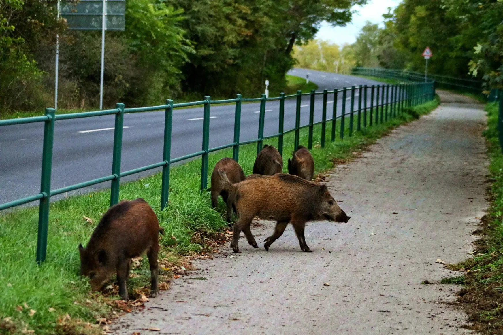Urban wild boars – a problem some Hungarian towns are trying to solve