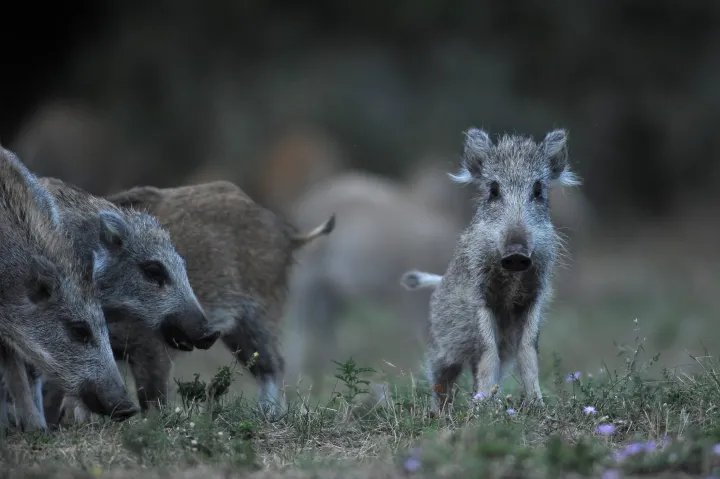 Young boars near Pomáz on 11 August 2017 – Photo: Attila Kovács / MTI