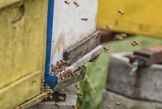 Halálos méhtámadás Szlovéniában