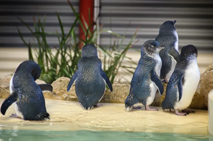 Kék pingvinek egy ausztráliai állatkertben – Fotó: Auscape / Getty Images