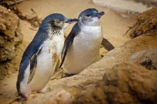 Közel kétszáz elpusztult kék pingvint sodort a víz Új-Zéland partjaira